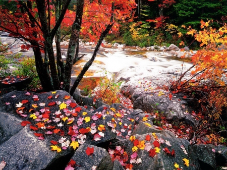 Autumn river - calm, quiet, silence, creek, stream, forest, leaves, nice, falling, trees, beautiful, lovely, stones, fall, river, nature, autumn, foliage, rocks