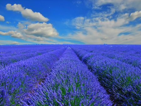 Flower fields - sky, flower, fields, nature