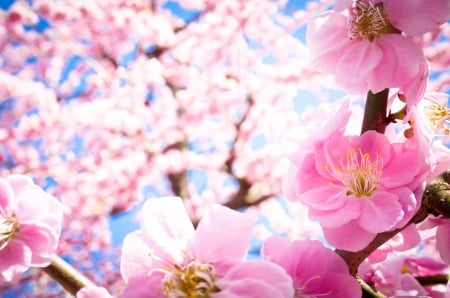 *Blossom* - pink, flowers, spring, blossom, nature