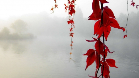 Color in the Mist - trees, water, fog, foggy, leaves, misty, fall, vine maple, river, autumn, bright, mist, soft, lake