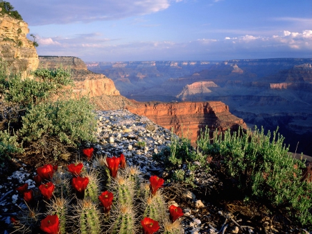 Cactus Mountains - Cactus, Mountains, Cactus Flowers, Nature