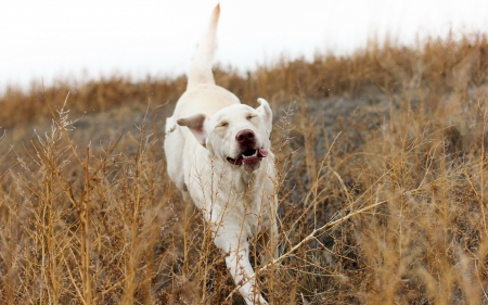 Dog - pretty, beautiful, dog face, puppies, lovely, playful dog, sweet, playful, dogs, cute, face, puppy, animals