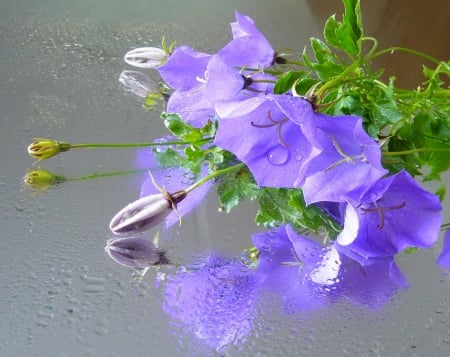 Campula Waterdrops - droplets, waterdrops, glass, campula, dew, nature, purple, reflection, beautiful, flower