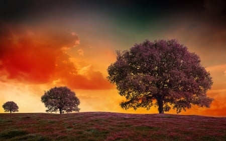 Sunset Landscape - clouds, trees, landscape, colors, field, sun