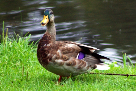 Duck - new york, animals, duck, waterfowl, adirondacks, nature, park