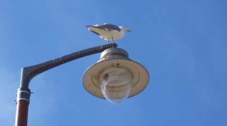 Bird - sky, abstract, bird, blue