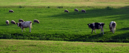 Hi there - sheep, cows, photography, animals, green, grass