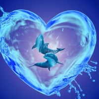 Dolphin Heart