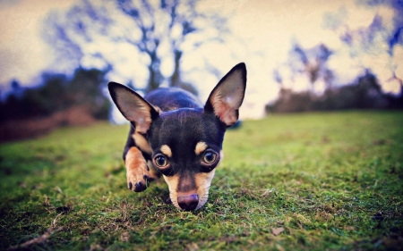 *** Little dog *** - animal, animals, dogs, dog