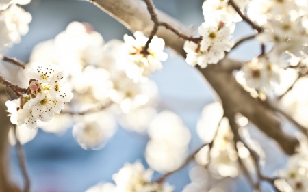 Flowers - nature, leaf, tree, flowers