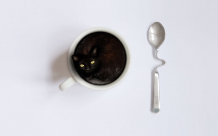 Cat - animal, spoon, cat, cup