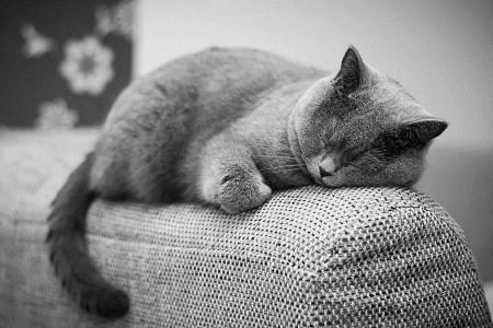 Cat - sleepy, cute, beautiful, cat, sleeping, kitty, cats, hat, cat face, paws, face, animals, pretty, beauty, sweet, kitten, lovely