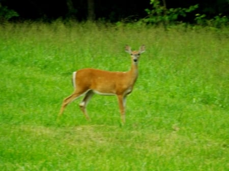 Waiting - green, brown, field, grass