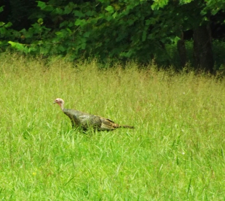 Taking a Stroll - brown, trees, green, field, grass, turkey