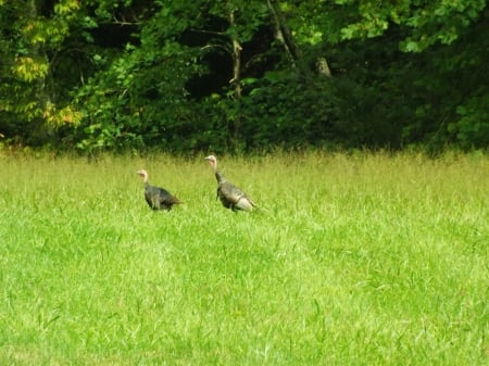 On The Move - wood, trees, turkeys, green, summer, grass