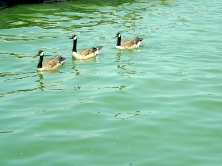 Taking a Swim - brown, ripples, geese, water, green, black