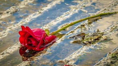 It's over... - pretty, tears, stream, flowers, red, rain, lake, sorrow, nice, parting, water, beautiful, over, lovely, petals, nature, rose, sandess