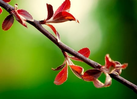 Branch - nature, leaf, branch, red