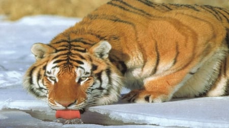 exotic tiger - exotic, tiger, drinking, beautiful