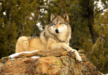 Resting Wolf - Grey Wolf, nature, predator, wildlife