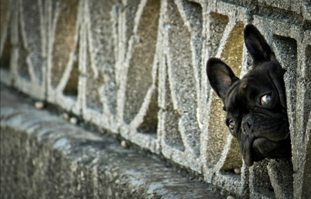 Curiosity - black, animal, funny, dog, fence, curiosity