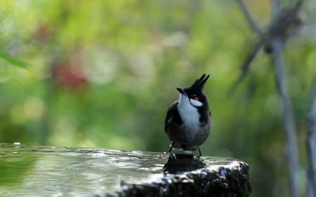 Cutie - white, animal, bird, water, cute, black, green