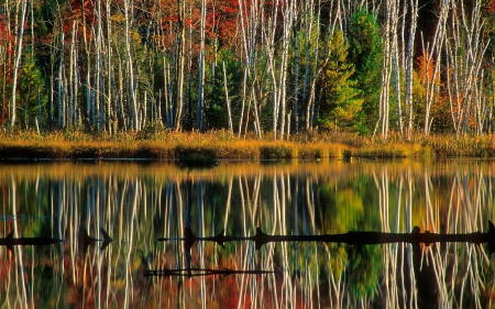 Council Lake - fun, lake, forest, nature