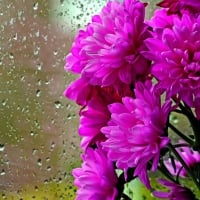 Pink Flowers