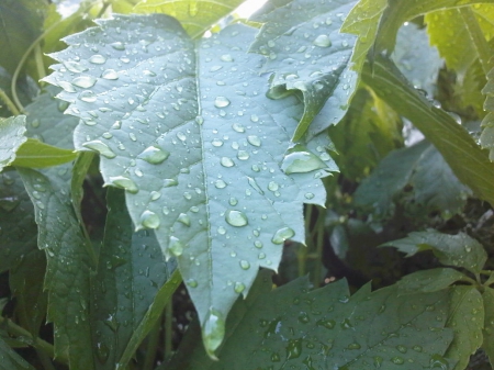 Leaves - Rain, Leaves, Leaf, Raining