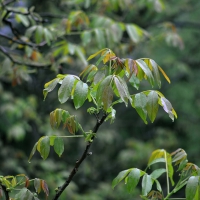 Green Nature