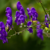 Purple Flowers