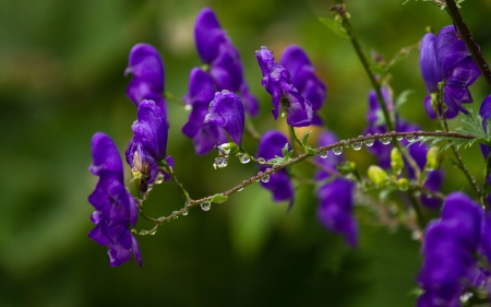 Purple Flowers - purple, rainy, flowers, rain