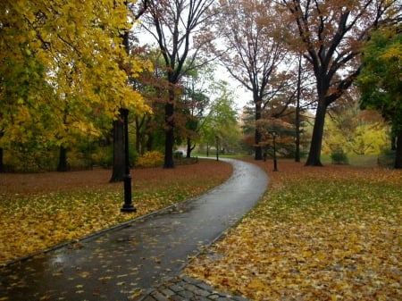 Autumn - Rain, Autumn, Leaves, Rainy