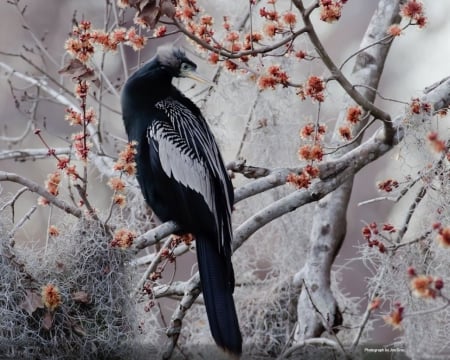 bird - sneeuw, three, bird, bessen