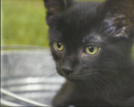 A black kitten in a pail