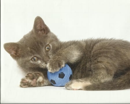 A gray kitten playing with a ball - paws, ball, cute, gray, kitten