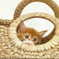 An orange & white kitten in a purse