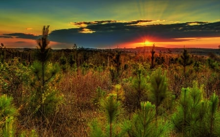 Beautiful Sunset - landscape, trees, hills, cloud, bush, hdr