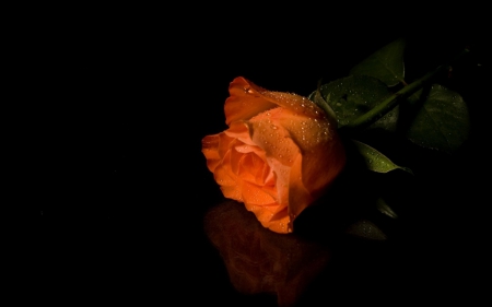 Rose - orange, flower, amazing, rose