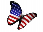 American Flag on Butterfly Flying Isolated