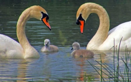 Swans for Cherie (Monarch)  - nature, beauty, swans, birds