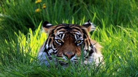 Tiger - sleeping, beauty, cat face, hat, animals, sleepy, paws, face, pretty, cute, cat, kitty, lovely, kitten, cats, beautiful, sweet