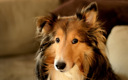 Collie - animals, dog face, face, pretty, dogs, cute, puppy, lassie, sable and white, lovely, bred for herding in scotland, playful, long-haired collie, beautiful, playful dog, sweet, puppies