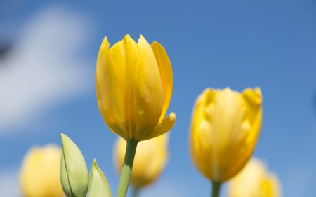 *** YELLOW TULIPS *** - flower, tulips, flowers, yellow, nature