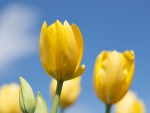 *** YELLOW TULIPS ***