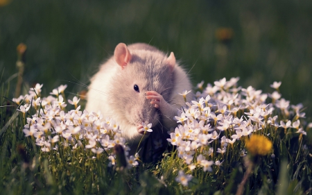 *** HAMSTER *** - flowers, animal, hamster, animals