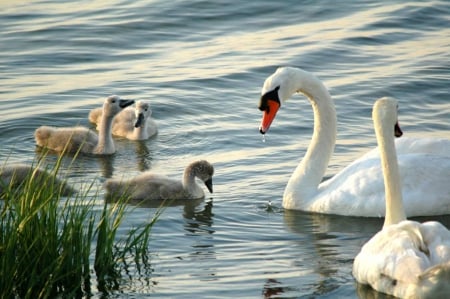 Swan Family - nature, beauty, swans, birds