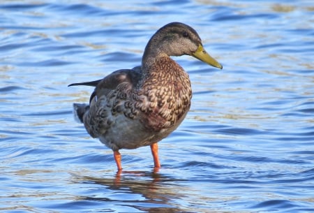 Strolling on the River Bank - duck, river, foul, animal, water, nature