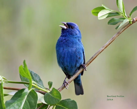 *** Blue bird *** - animal, animals, bird, birds, blue