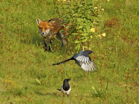 *** Red fox and birds *** - red, animal, animals, birds, fox